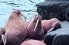 Photo de cinq morses sur la côte rocheuse