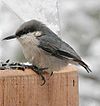 Sittelle pygmée (Sitta pygmaea) à une feeder.jpg