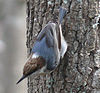 Sittelle à tête brune-27527-4c.jpg