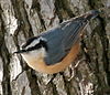 Sittelle à poitrine rousse (Sitta canadensis) 10-4c.jpg