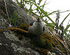 Joues blanches 7384.jpg Nutthatch je IMG