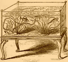 Un dessin à l'encre brune sur un fond ocre. Un aquarium rectangulaire en verre est assis sur un support en bois sculpté avec, recroquevillé jambes, et contient deux poissons ainsi que des plantes avec des feuilles ondulées du genre graminées.
