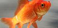 Goldfish.JPG commune