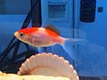 Sarasa goldfish.jpg comète
