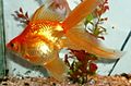 Fan goldfish.jpg queue