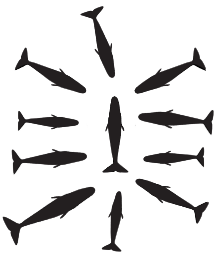 Schéma montrant des silhouettes de 10 baleines tournés vers l'intérieur autour d'un seul membre du groupe sans doute blessé,