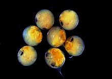 Sept sphères rondes translucides: l'intérieur de certains d'entre eux, une paire d'yeux composés peut être vu.