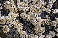 Beaucoup de bernacles vivant sur un rocher. Chacune se compose d'une paroi autour d'un trou central fermé par deux plaques dures.
