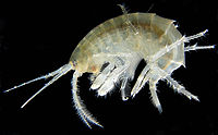 Un petit animal recroquevillée a appendices plumeux laquelle il se maintient à divers angles.
