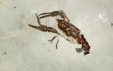 Dans un bloc de pierre grise et lisse, il est un fossile brun semblable à une écrevisse. Deux longues jambes, chacune avec une grande griffe étendent vers l'avant à partir de l'animal; l'une des griffes est maintenue ouverte.