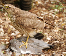 Un Sparrowhawk debout sur et la plumaison un grand oiseau gris