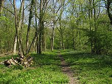 Ouvrir forêts de feuillus