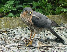 Un Sparrowhawk plumer un petit oiseau