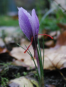 Une seule fleur violette en forme de coquille est en forte mise au point centrale amdist une journée floue et couvert toile de fond de jardin de terre, les feuilles et les feuilles mortes. Quatre étroites feuilles vertes colonne vertébrale comme flanquent la tige de la fleur avant de se incurver vers l'extérieur. De la base de la fleur émergent deux projections en forme de tige pourpre et brillante tordu vers le bas côté. Ils sont très minces et la moitié de la longueur de la fleur.