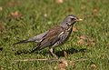 Grive litorne Turdus aka pilaris.jpg