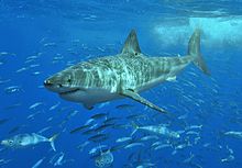 Photo de requin entouré par l'école d'autres poissons