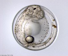 Photo de créature semi-transparent avec une structure centrale jaune comme sombre et d'autres éléments approximativement ronde internes