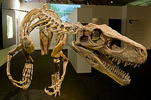 Squelette d'un dinosaure carnivore, la gueule ouverte et des dents pointues en bonne place dans le premier plan.