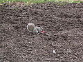 Sciurus carolinensis avec apple.jpg