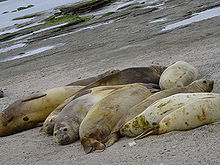 Photo de sept adultes et mineurs joints emballé étroitement sur la plage
