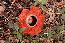 Fleur rouge en cinq pétales entourant un centre déprimé, sur le sol de la forêt entouré de feuilles mortes et les petites plantes vertes