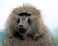Baboon1.jpg Olive