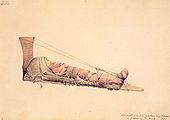 croquis sur le terrain d'un bébé Flathead