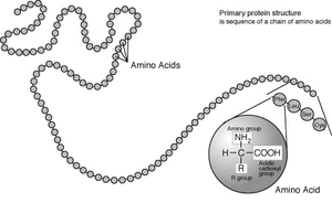 Une protéine dépeint comme une longue chaîne non ramifiée de cercles reliés chacun représentant acides aminés. Un cercle est agrandie, pour montrer la structure générale d'un acide aminé. Il se agit d'un modèle simplifié de la structure répétitive de la protéine, ce qui illustre la façon dont les acides aminés sont reliés entre eux dans ces molécules.