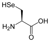La structure de la sélénocystéine, celle-ci diffère de l'image principale en ayant le groupe R (la chaîne latérale) remplacé par un atome de carbone avec deux un atome d'hydrogène et un sélénium-jointe.