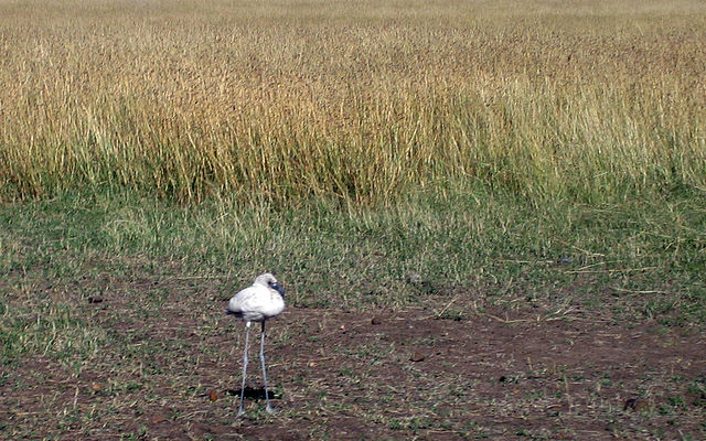 File:KE-Nakuru.jpg