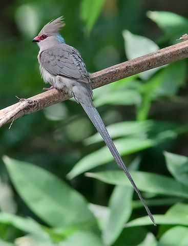 File:Urocolius macrourus-20090110B.jpg
