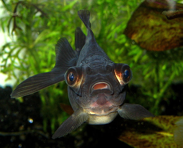 File:Carassius auratus Black Moor-edit1.jpg