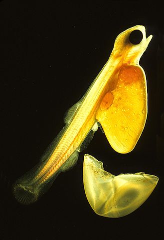File:Salmonlarvakils.jpg
