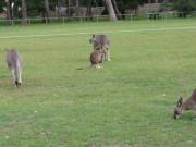 Archivo: Kangaroos.ogv