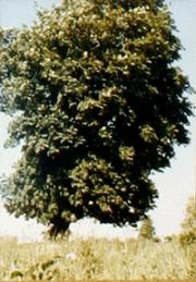 Archivo: 365 días tree.ogg