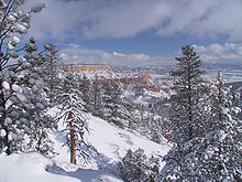 Los árboles con nieve en ellos