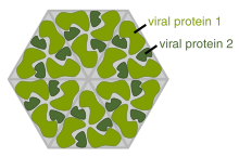 Una caricatura que muestra varias moléculas idénticas de proteínas que forman un hexigon