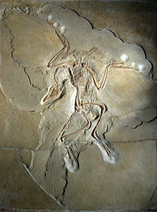 Fósil del Archaeopteryx completa, incluyendo hendiduras de plumas en las alas y la cola.