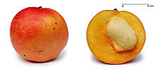 Foto de un todo y una fracción de Mango mostrar su semilla, que es aproximadamente un tercio del tamaño de la fruta entera