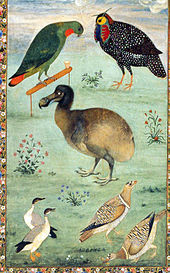 Pintura de un Dodo entre las aves nativas indias