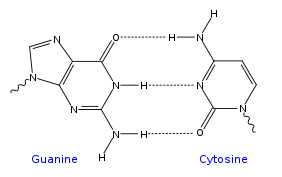 Pair.svg base de ADN GC