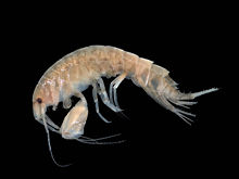 Un animal de segmentada se ve desde el lado. Tiene una larga antenas y pequeños ojos negros; un par de patas es mucho más robusto que los otros; el cuerpo es ligeramente arqueado y cada segmento lleva un par de apéndices. El animal entero es translúcido o de un color marrón pálido.