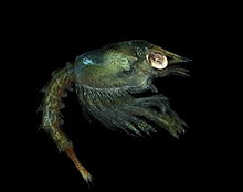 Un animal de translúcido gris-verde se ve desde el lado. El ojo es grande y brillante, y está en un receso de la gran caparazón y su larga tribuna. Un abdomen, similar en longitud a la caparazón, se proyecta desde la parte trasera, y por debajo del caparazón, hay una masa de piernas, algunas con pequeñas garras.