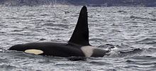 Volver y la aleta dorsal de orca se proyecta sobre la superficie del mar, incluyendo el parche gris silla y parte del parche en el ojo blanco: La aleta dorsal se eleva abruptamente a un punto redondeado.
