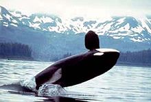 Una orca saltando fuera del agua está a punto de aterrizar en la espalda.