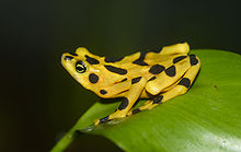 Rana dorada de Panamá