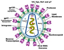 Una estructura circular con las estructuras de color púrpura que sale de ella y un número de objetos en el interior del círculo que representa diferentes aspectos de la virus