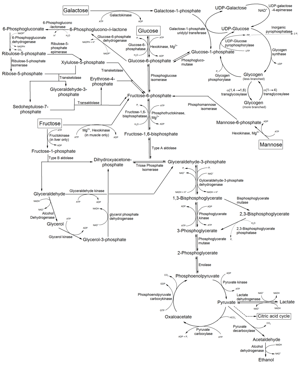 Metabolismo de monosacáridos comunes y reactions.png relacionada