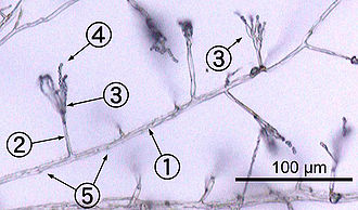 Micrografía Monocromo mostrando Penicillium hifas siempre, estructuras similares a tubos transparentes algunos micrómetros de diámetro. Los conidióforos se ramifican lateralmente de las hifas, que termina en paquetes de fiálides en que conidiofóros esféricas están dispuestas de la misma a una sarta. Septos son débilmente visibles como líneas oscuras que cruzan las hifas.