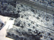 Vista microscópica de una capa de células de color grisáceo translúcidos, que contienen algunas pequeñas esferas de color oscuro
